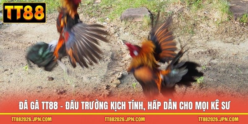 Đá gà TT88 1 Đá gà TT88 - Đấu trường kịch tính, hấp dẫn cho mọi kê sư