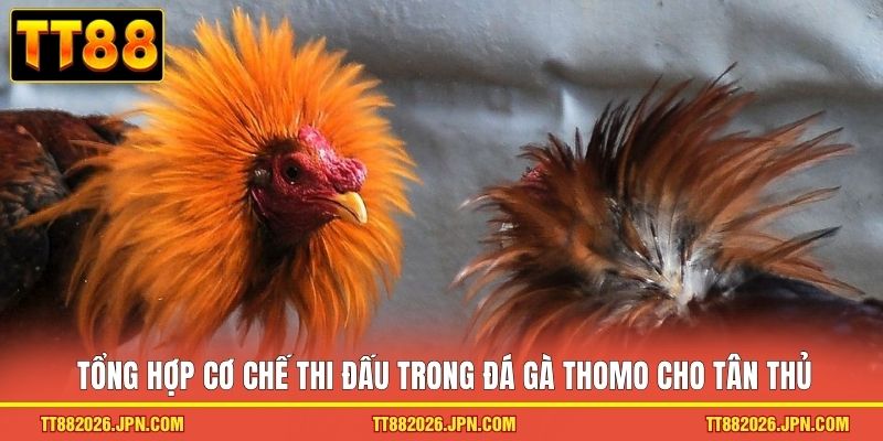Tổng hợp cơ chế thi đấu trong đá gà Thomo cho tân thủ